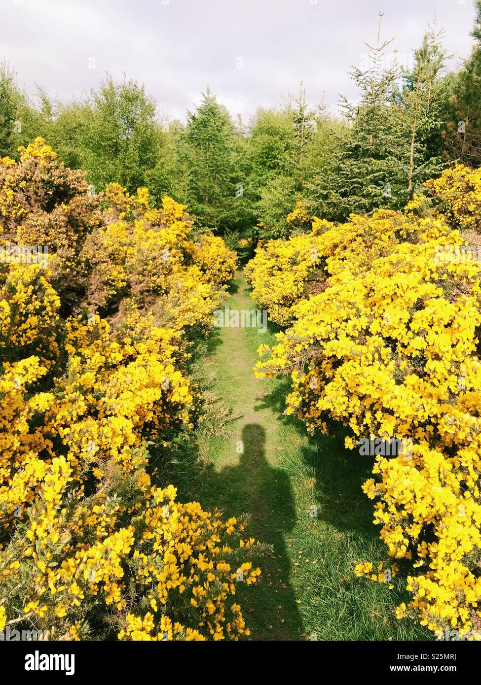 Schatten eines Menschen auf einem Pfad durch dichtes Ginster in Northumberland, England. - Smartphone-aufgenommenes Stockfoto