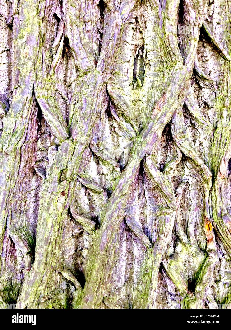 Detaillierte Nahaufnahmen der Barke auf einem alten Rosskastanie Baum - Smartphone-aufgenommenes Stockfoto