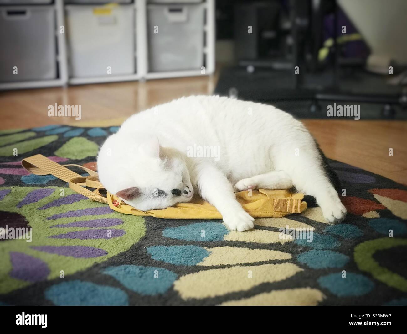 Weiße Katze schläft auf einem Rucksack. Stockfoto