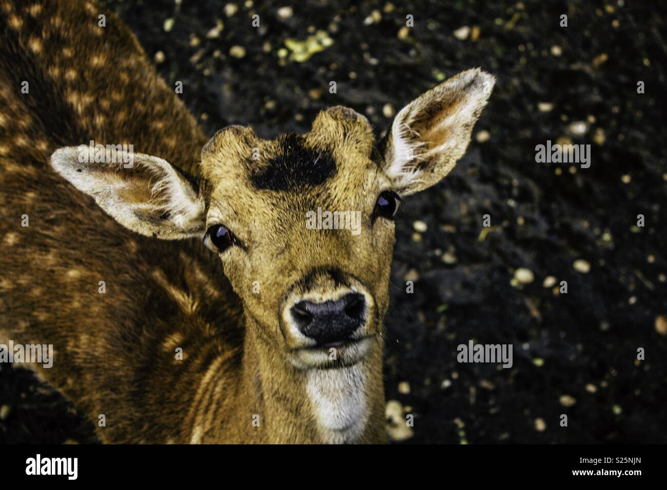 Reh im Wald Stockfoto