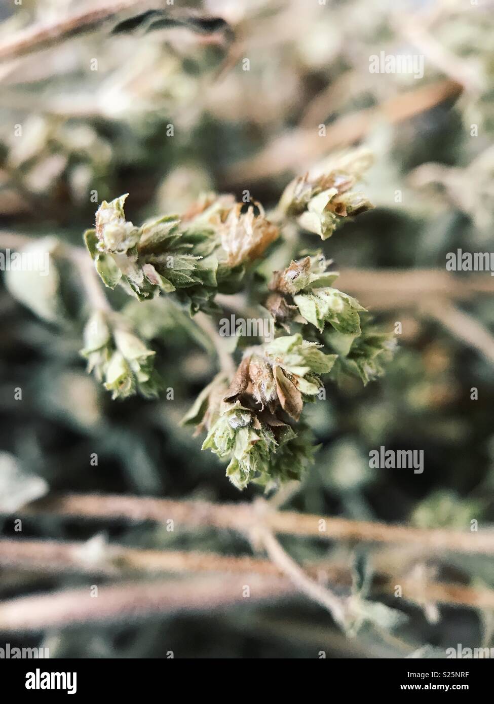 Makro von getrocknetem Oregano. Stockfoto