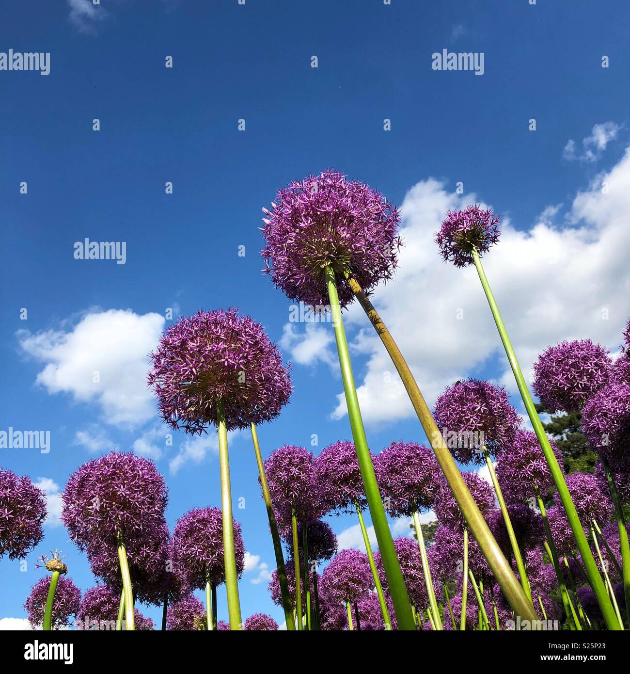 Alliums hoch in der Sonne. - Smartphone-aufgenommenes Stockfoto
