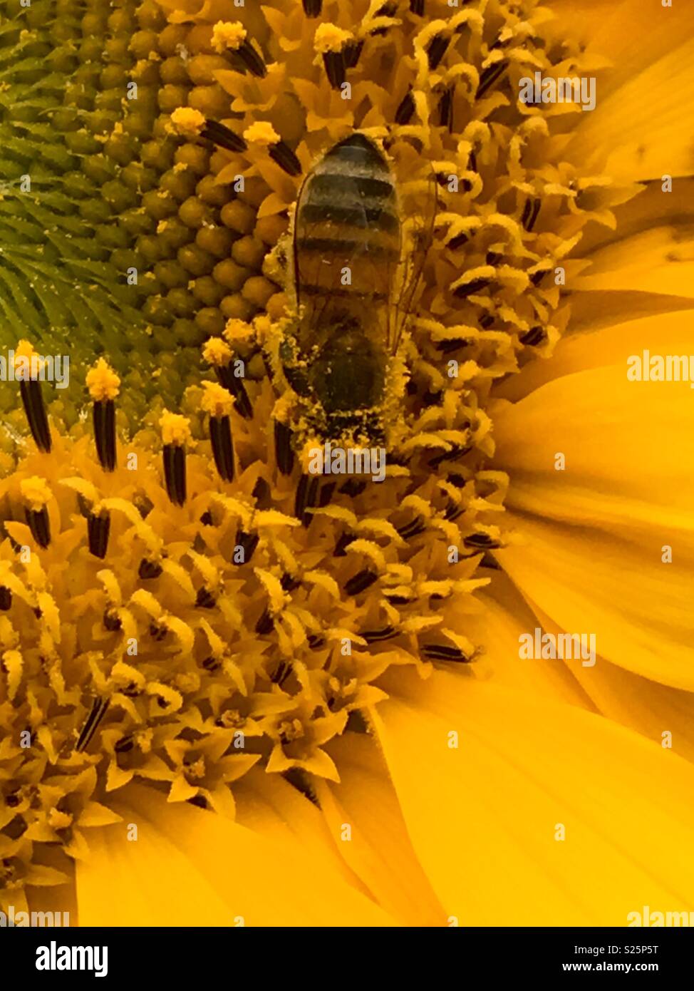 Bee Pollen sammeln von einem blühenden Sonnenblumen Stockfoto