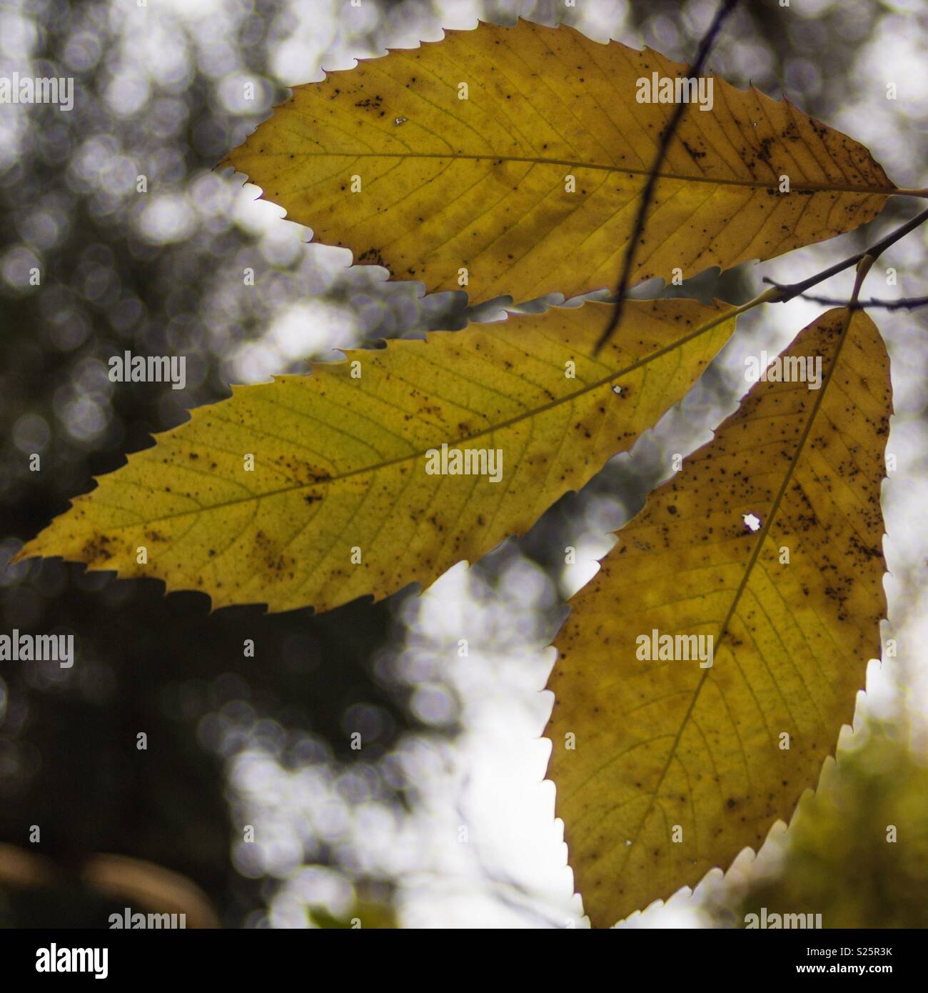 Drei Blätter im Herbst Stockfoto