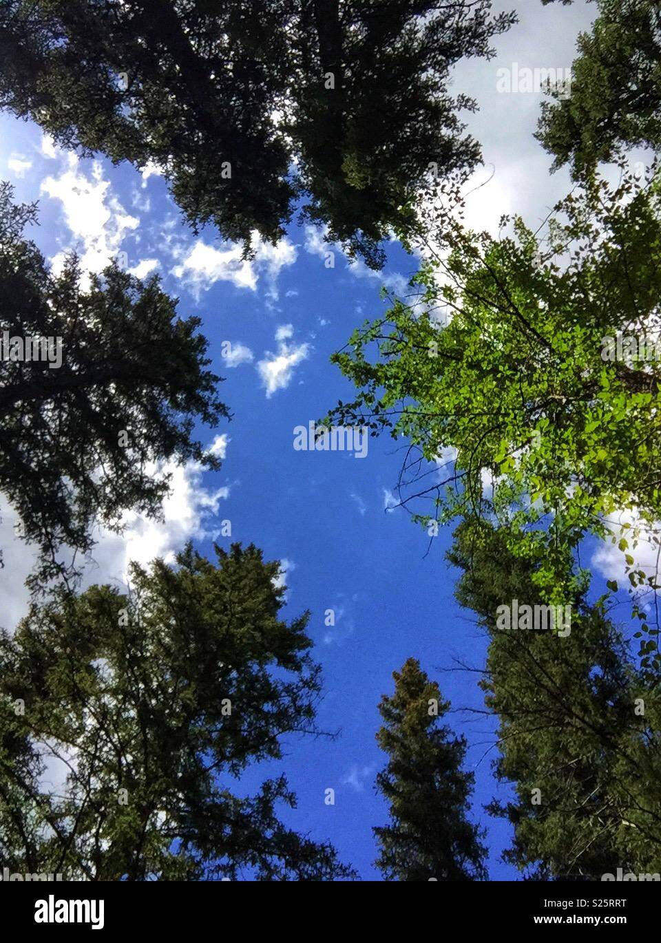 Evergreens, Espen, und blauer Himmel. Stockfoto