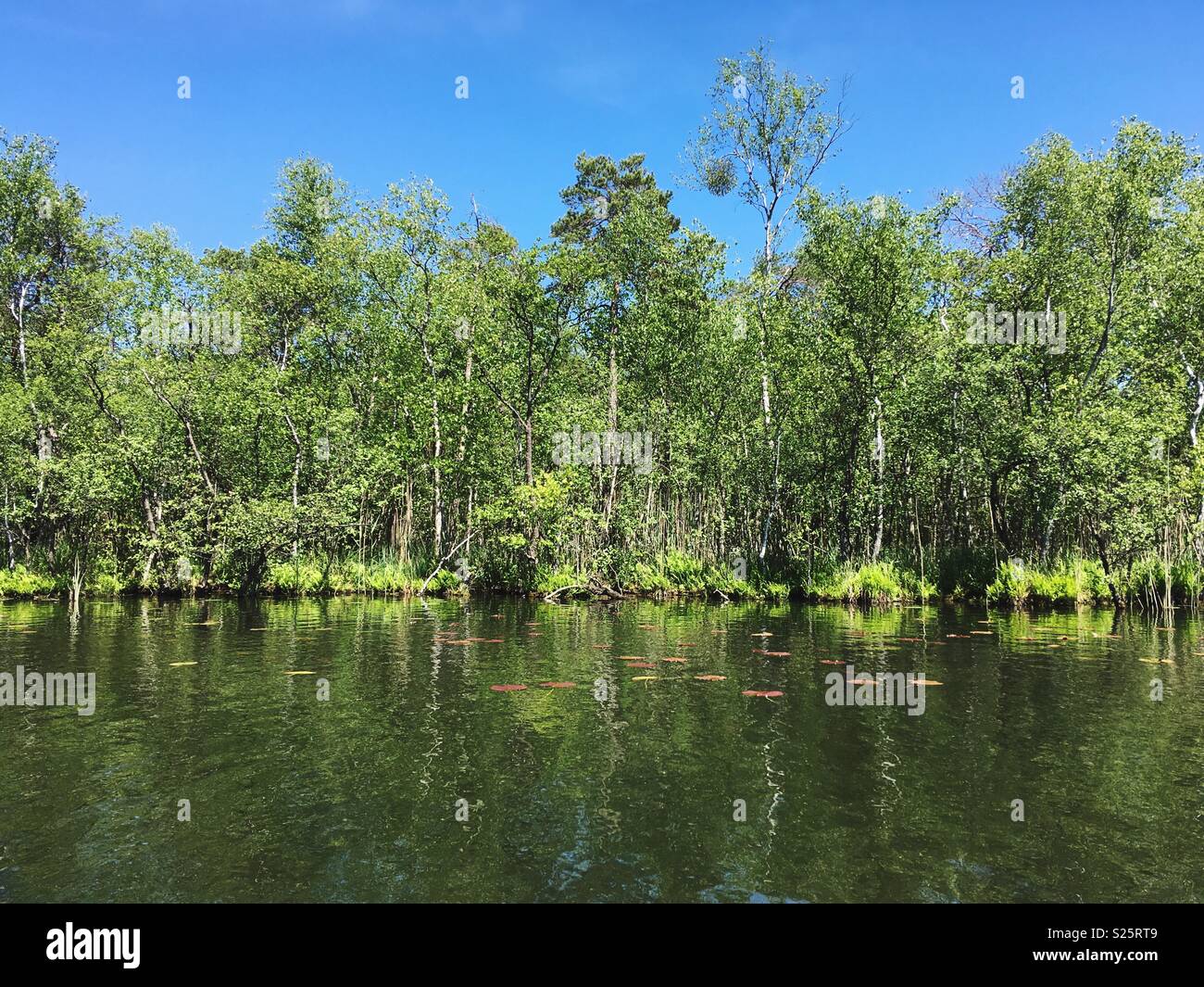 Alte Fahrt, Teil der See, Mecklenburgische Seenplatte, Mecklenburg-Vorpommern, Deutschland Stockfoto