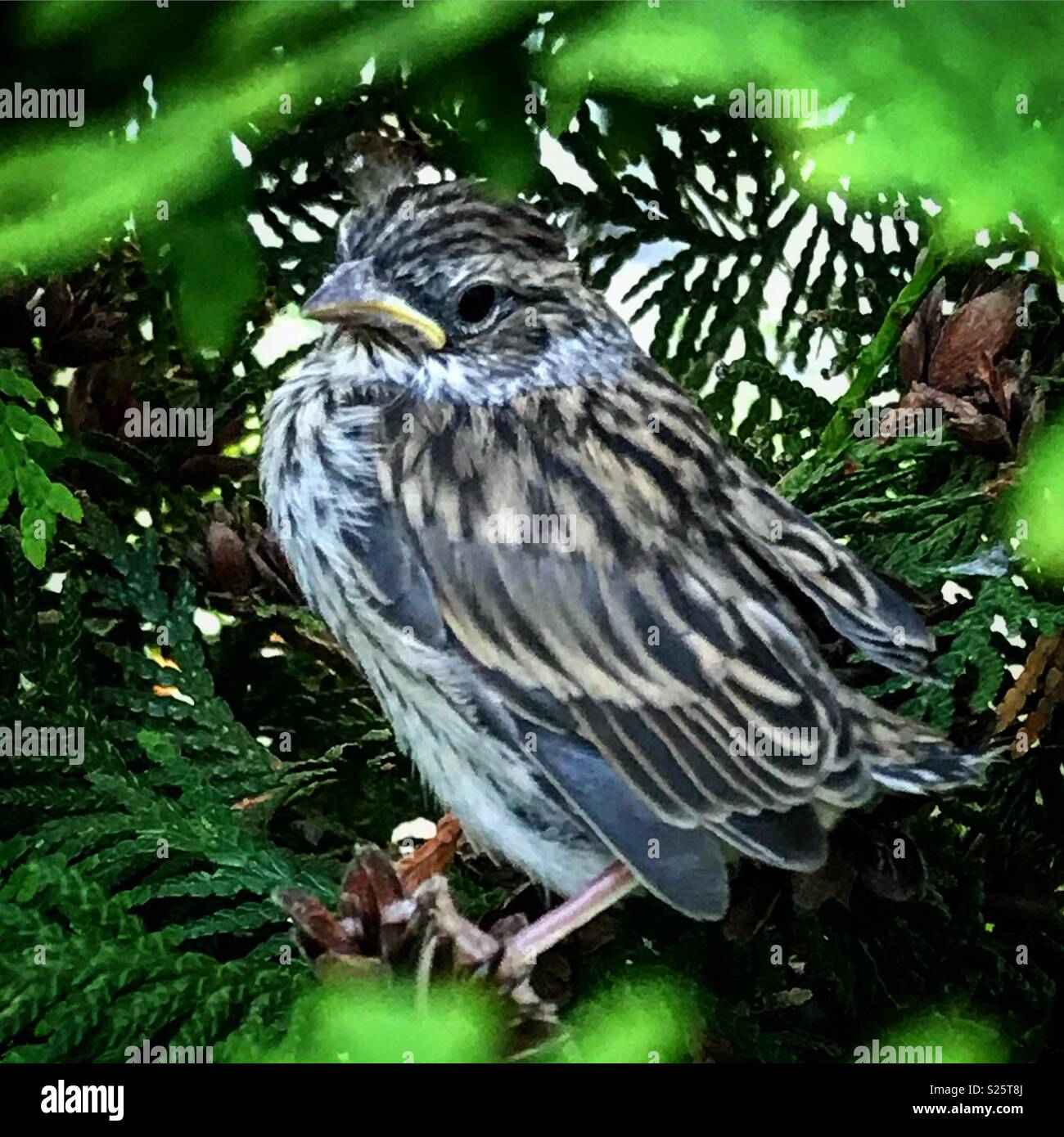 Baby Vogel in der Zeder hedge Urban wildlife gehockt Stockfoto