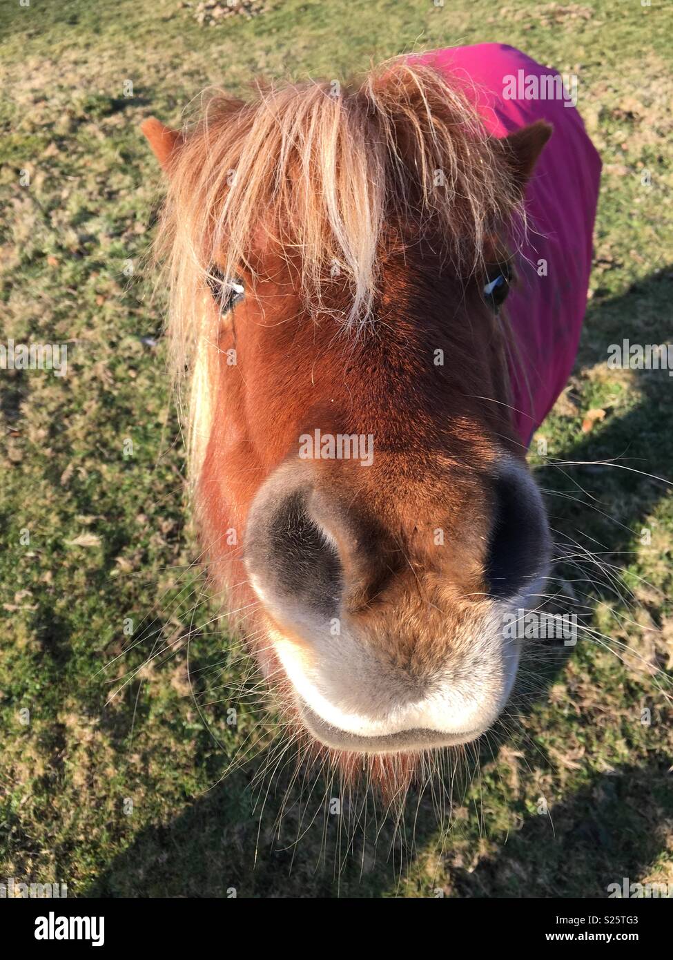 Shetland-pony Stockfoto