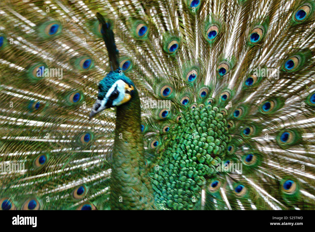 Pfau Stockfoto