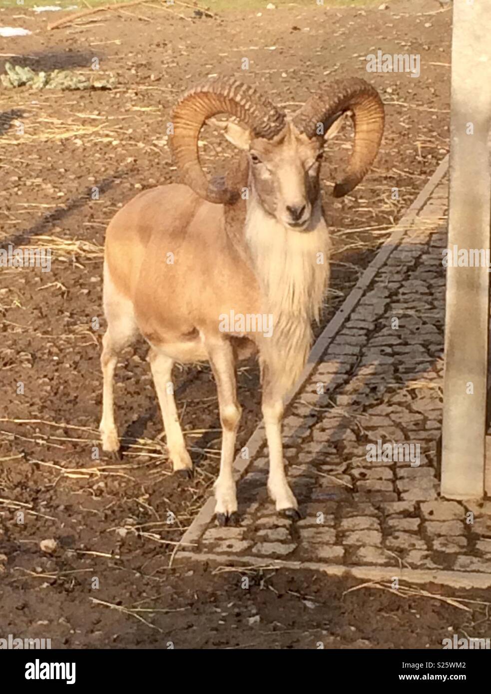 Bighorn ram - Smartphone-aufgenommenes Stockfoto