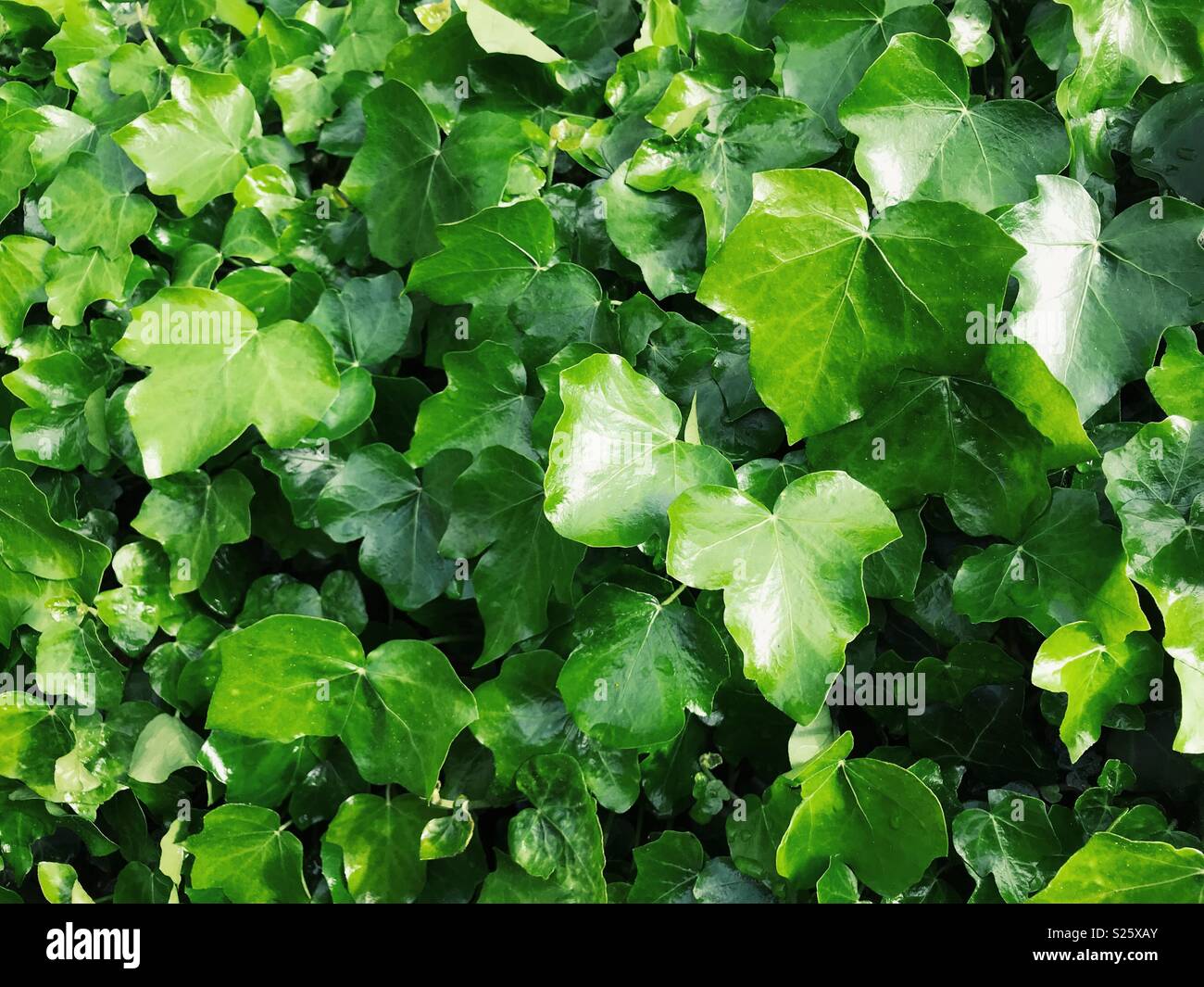 Efeu (Hedera helix) wachsen auf einer Wand in England. Stockfoto