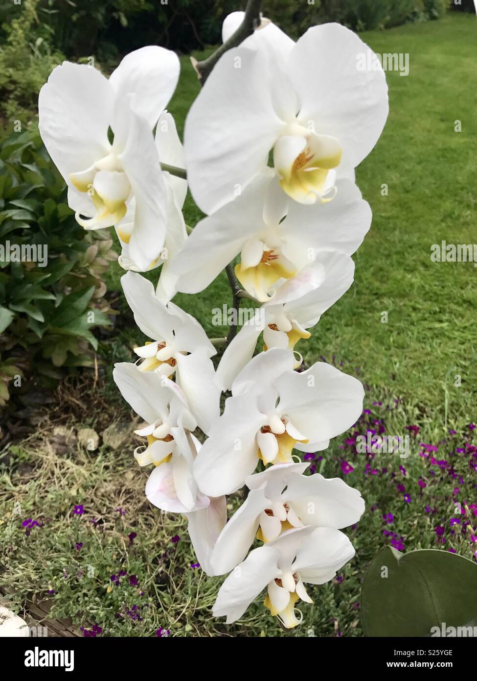 Weiße Orchidee Stockfoto
