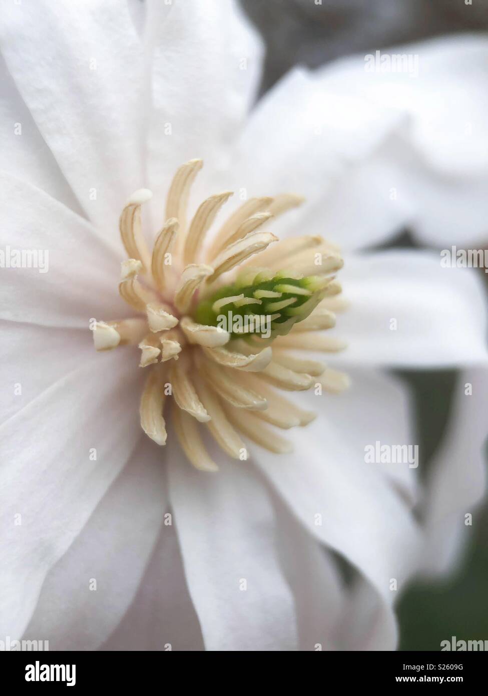 Nahaufnahme von Magnolia Flower Stockfoto