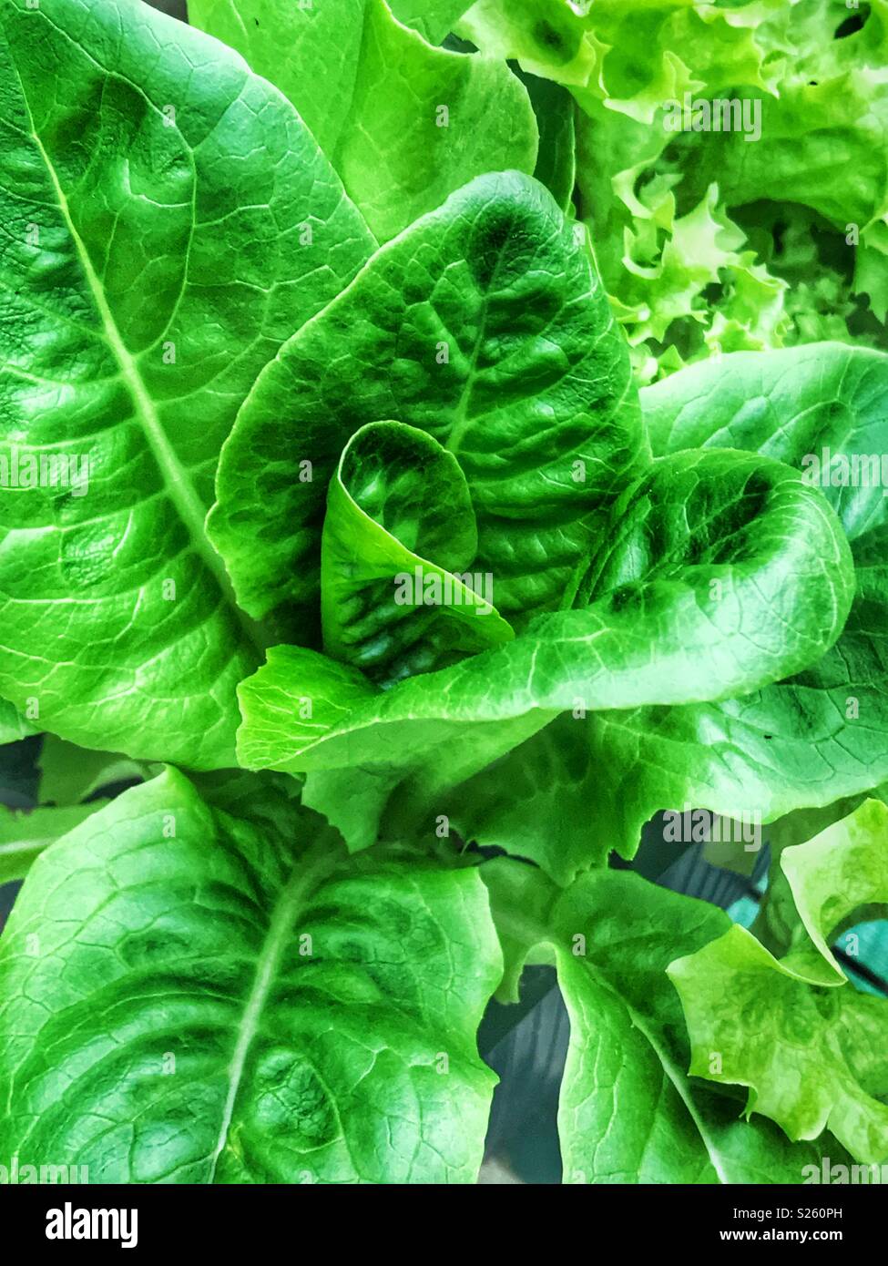 Ein homegrown Kopfsalat - Smartphone-aufgenommenes Stockfoto