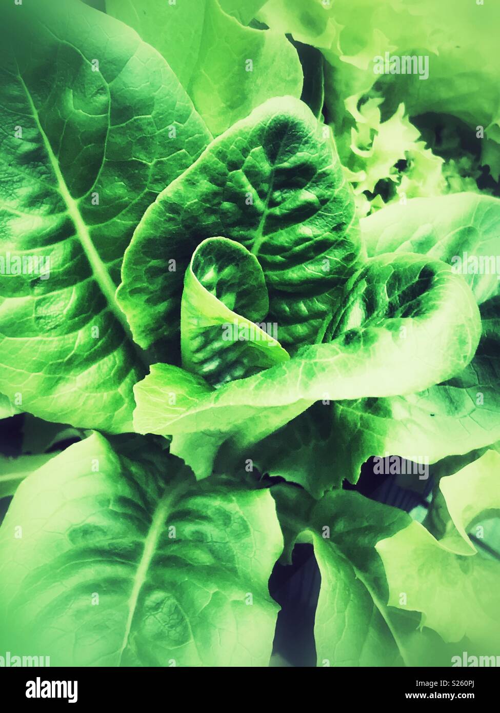 Ein homegrown Kopfsalat - Smartphone-aufgenommenes Stockfoto