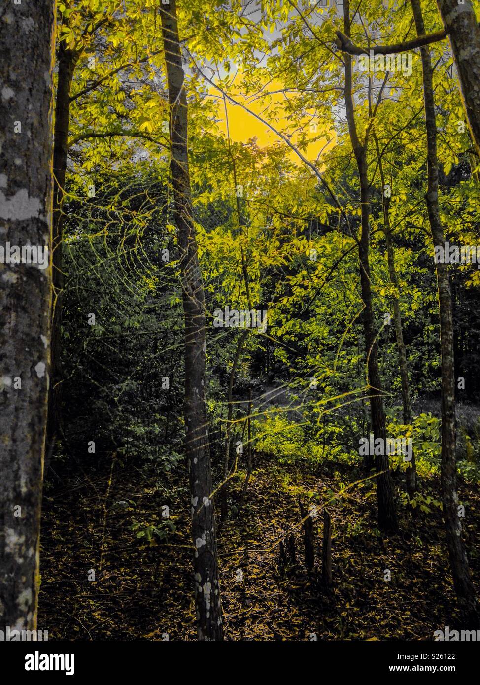 Spiderweb und gelben Schein in Wäldern - Smartphone-aufgenommenes Stockfoto