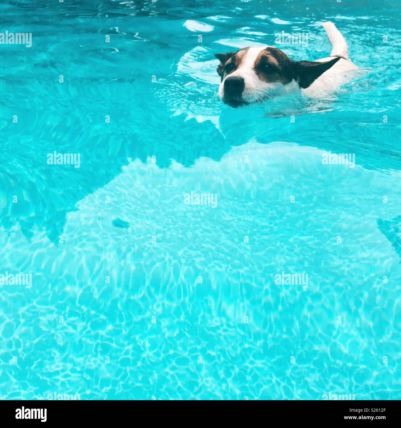 Jack Russell Terrier Hund schwimmen im Freien. Platz crop. Zimmer für Kopieren. Stockfoto