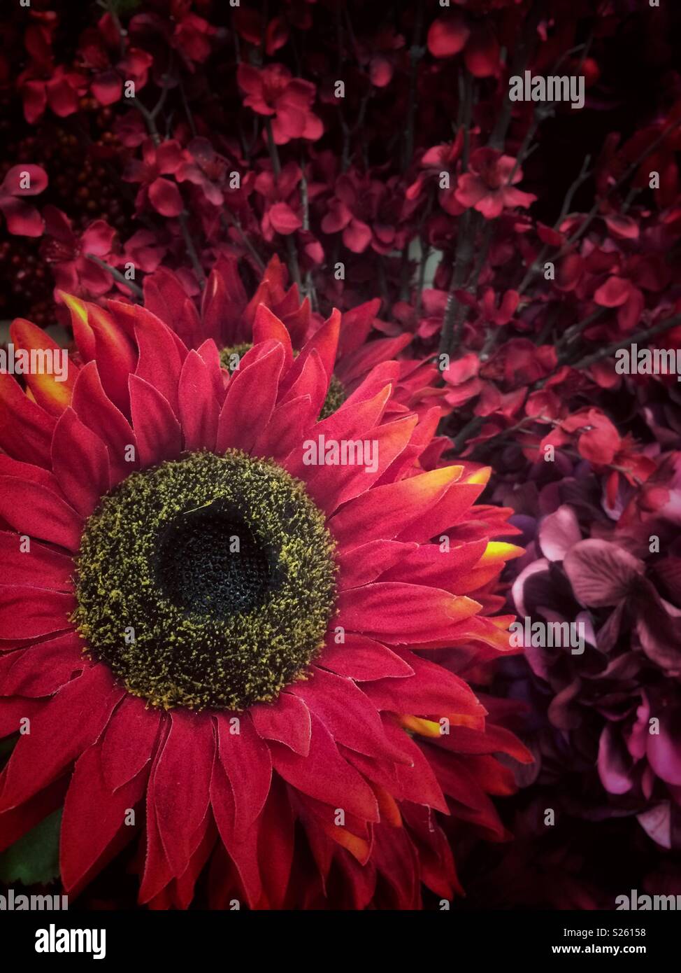 Knstliche rote Sonnenblume mit roten Blumen im Hintergrund Stockfotografie  - Alamy