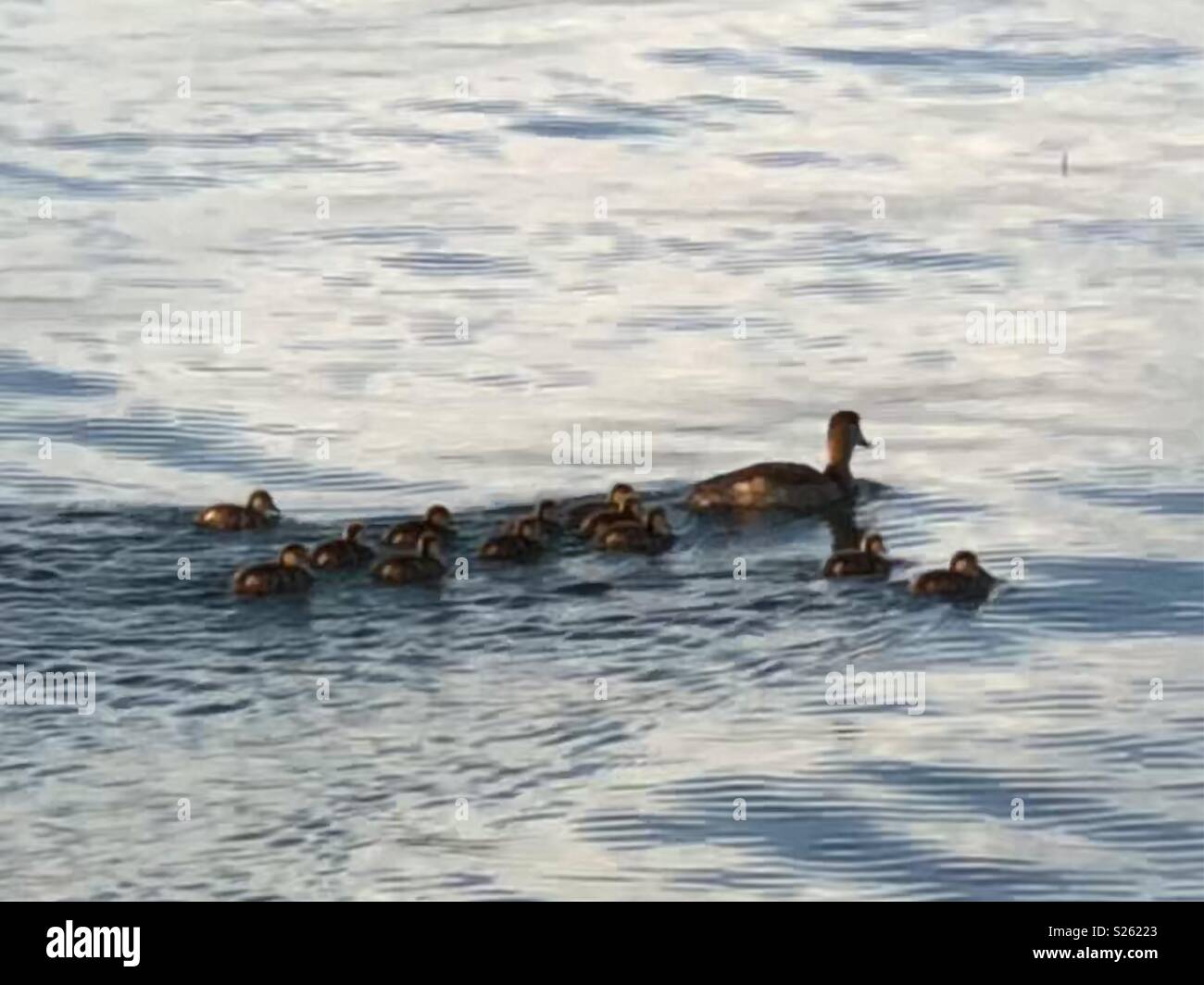 Mutter Ente und ihre Küken Stockfoto