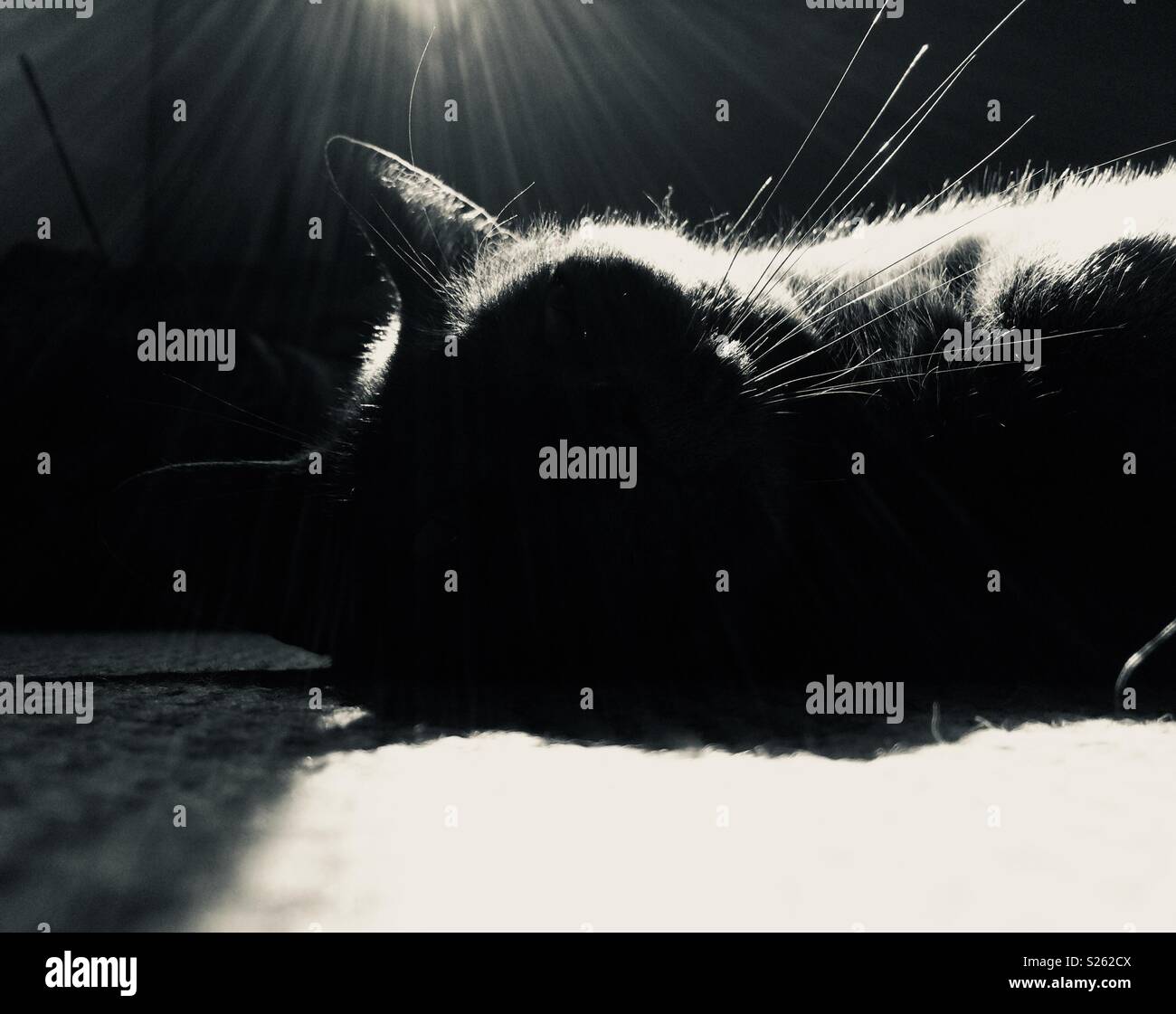 Künstlerische schwarz-weiß Foto von Katzen in der Sonne Stockfoto