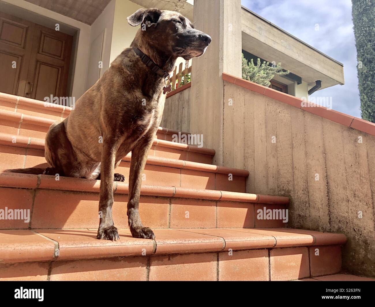 Watchdog auf Eingang Treppe des Hauses Stockfoto