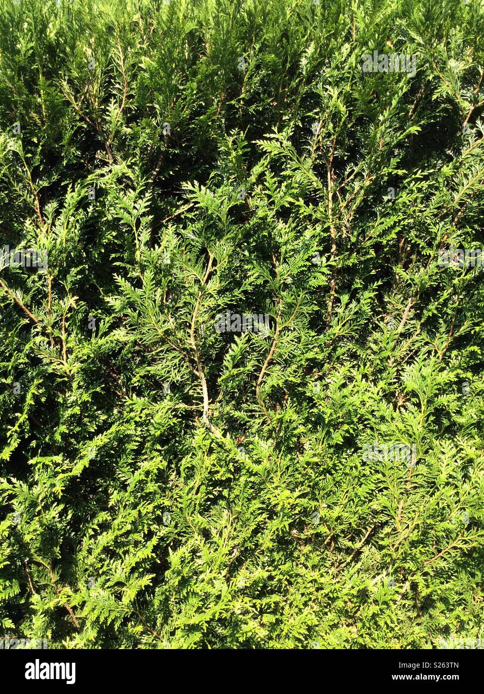 Thuja Hecke Stockfotos und bilder Kaufen Alamy
