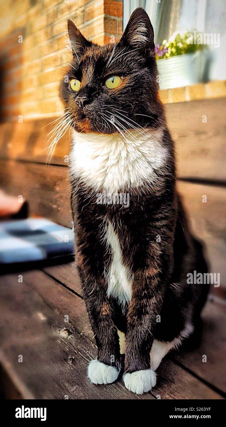 Hallo, ich bin ein Er-cat. Mein Name ist Ben, ja, Ben! Stockfoto
