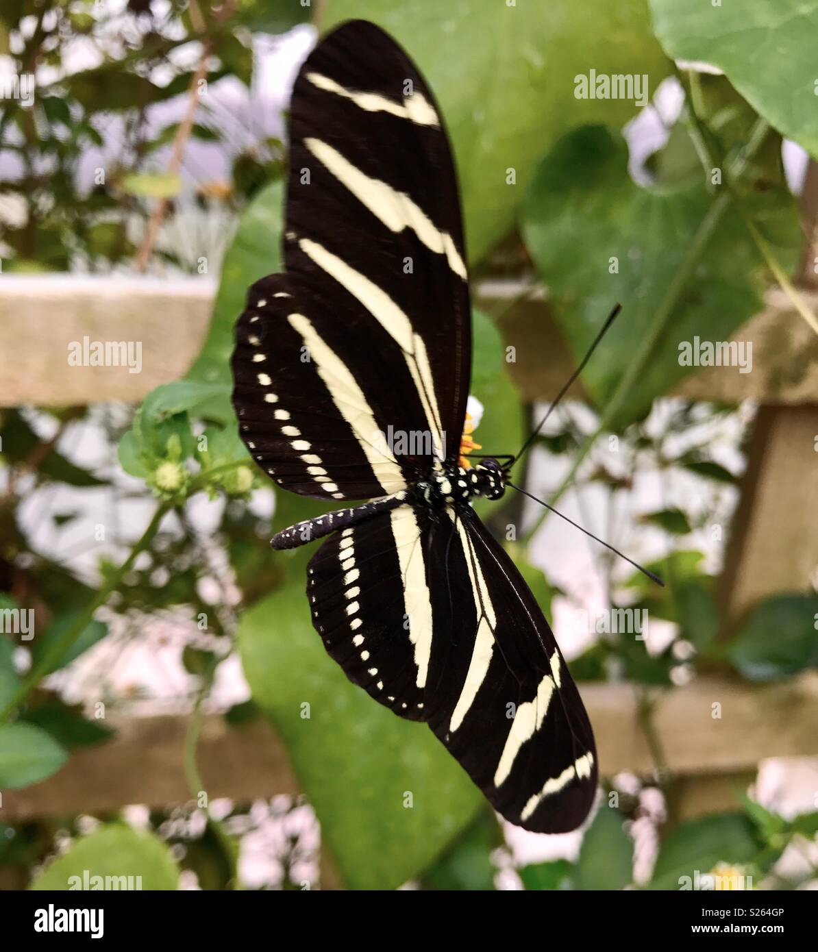 Schöne gestreifte eröffnete Flügel Schmetterling Stockfoto