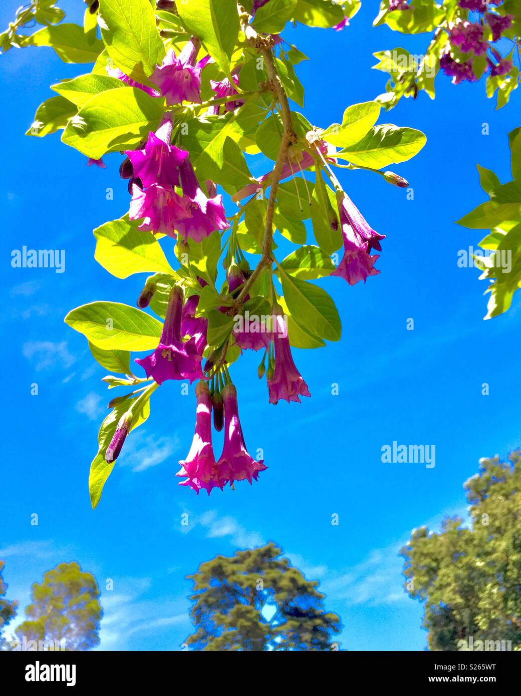 Lila Blüten am San Francisco Botanical Gardens. Stockfoto