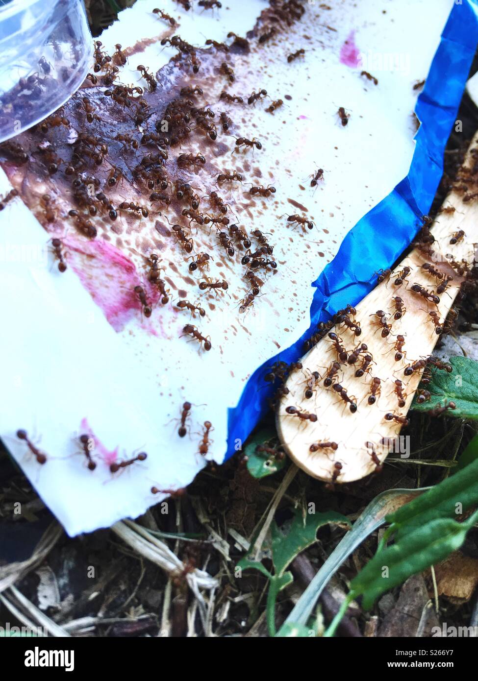 Ameisen auf Packpapier und eine hölzerne Eis Popsicle Sticks Stockfoto