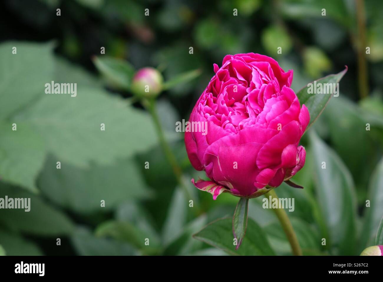 Blume Stockfoto