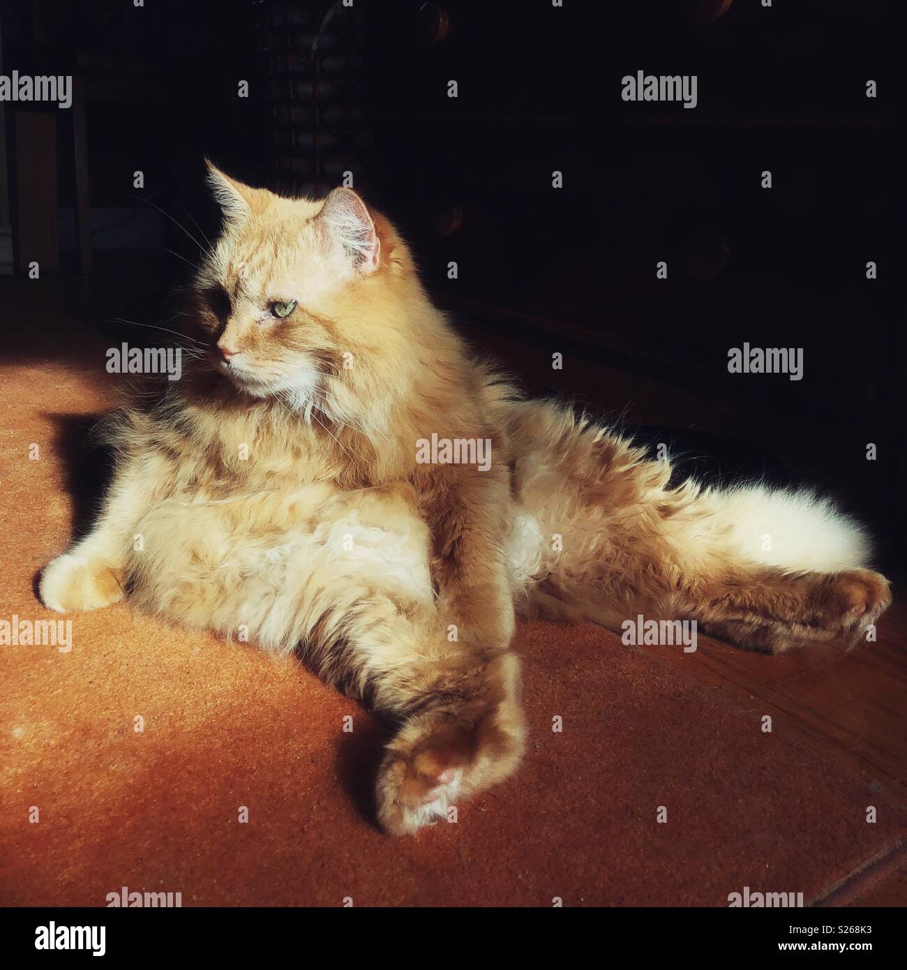 Große ginger Cat in der Sonne sitzen in einem lustigen Position Stockfoto