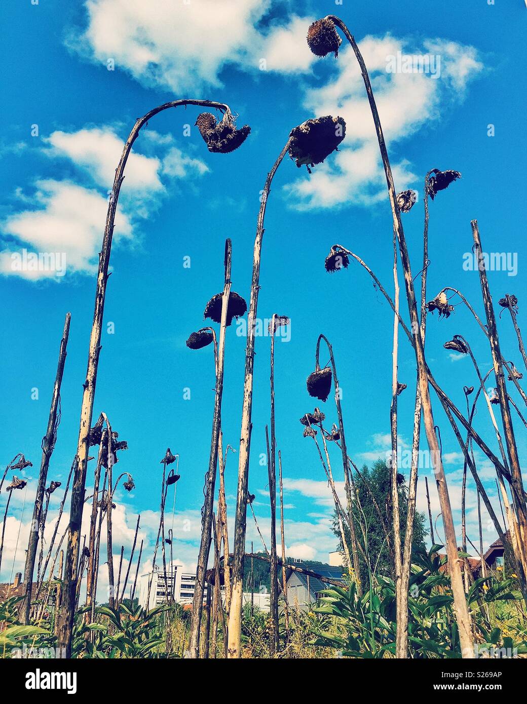 Tot Sonnenblumen gegen einen blauen bewölkten Himmel Stockfoto