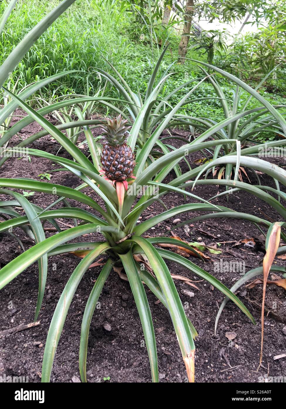 Eine Ananas Baum Stockfotografie Alamy