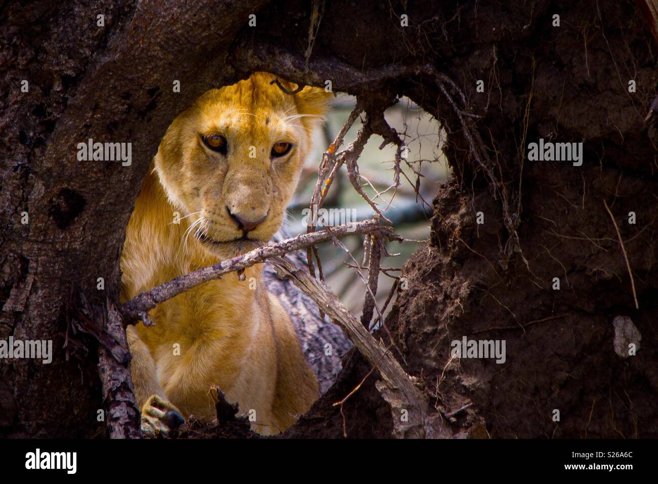 Lion durch, Serengeti National Park, Tansania, Afrika Stockfoto