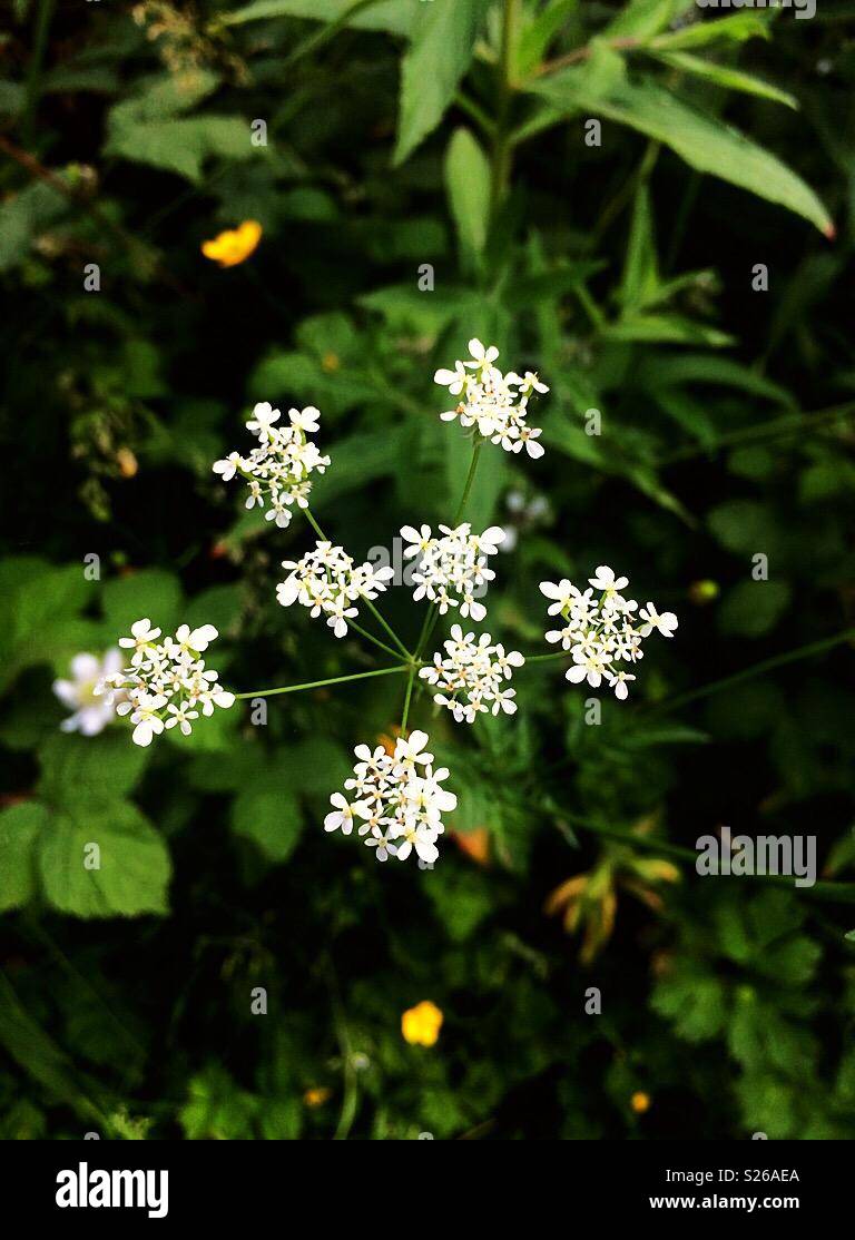 Schöne weiße Blüten und Blätter im Hintergrund, England, Vereinigtes Königreich. - Smartphone-aufgenommenes Stockfoto