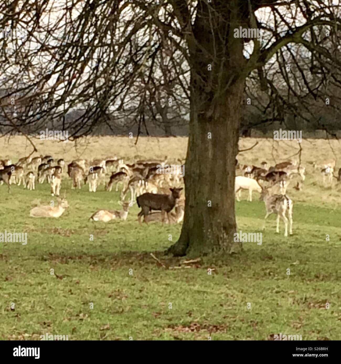 Deer Park Hampton Court - Smartphone-aufgenommenes Stockfoto