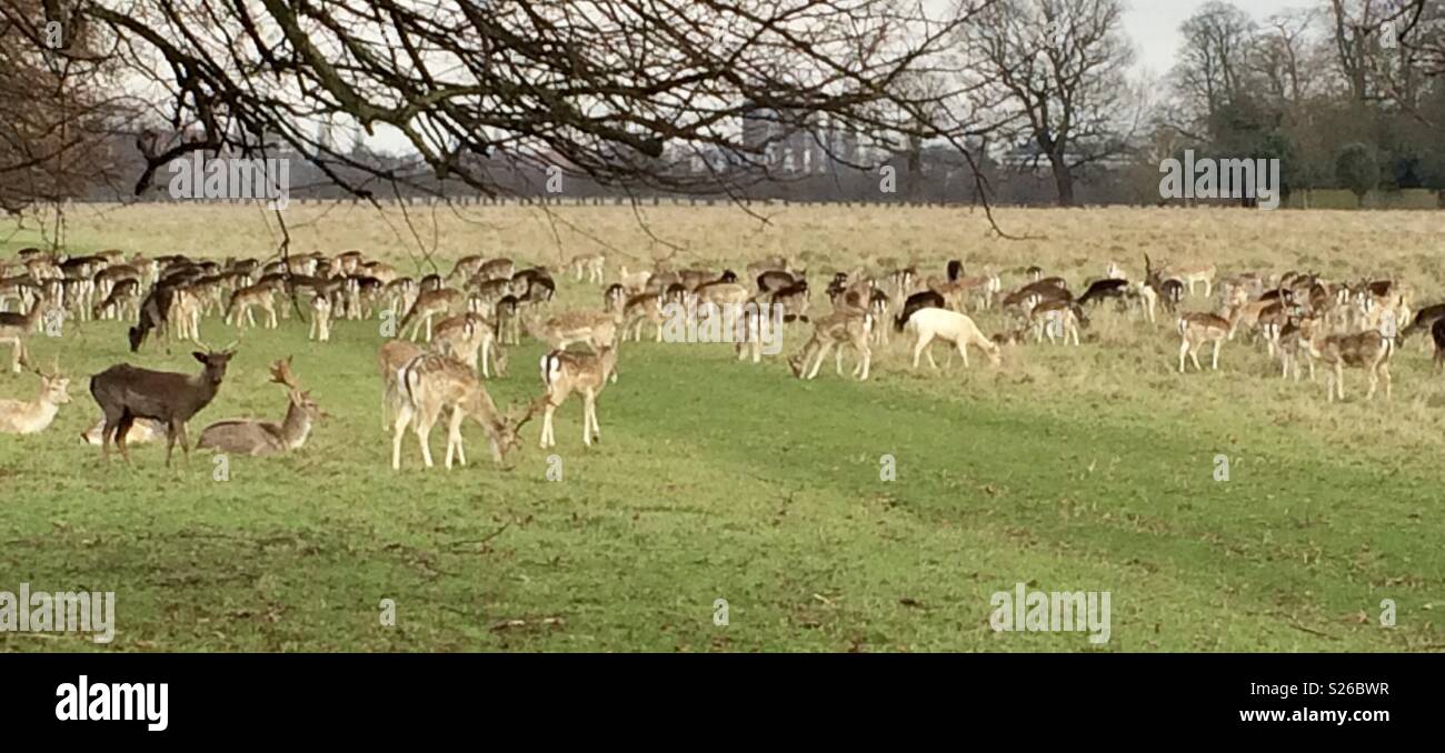 Rotwild Hampton Court Palace - Smartphone-aufgenommenes Stockfoto