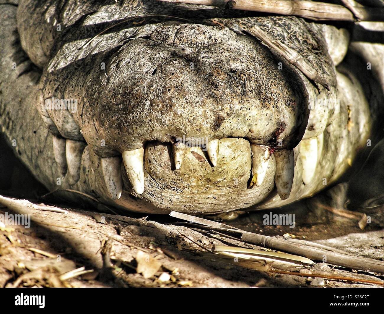Nahaufnahme Vorderansicht der Rüssel eines australischen Salzwasser Krokodil, mit dem großen Hund und anderen Zähne ragen aus der oberen Kiefer. - Smartphone-aufgenommenes Stockfoto