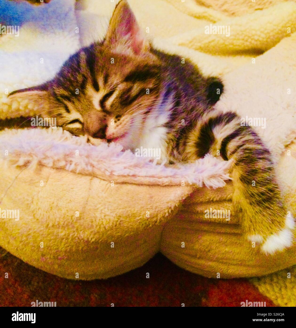 Schlaf süß Tabbie Kätzchen bei Hunden bequemes Bett Stockfoto