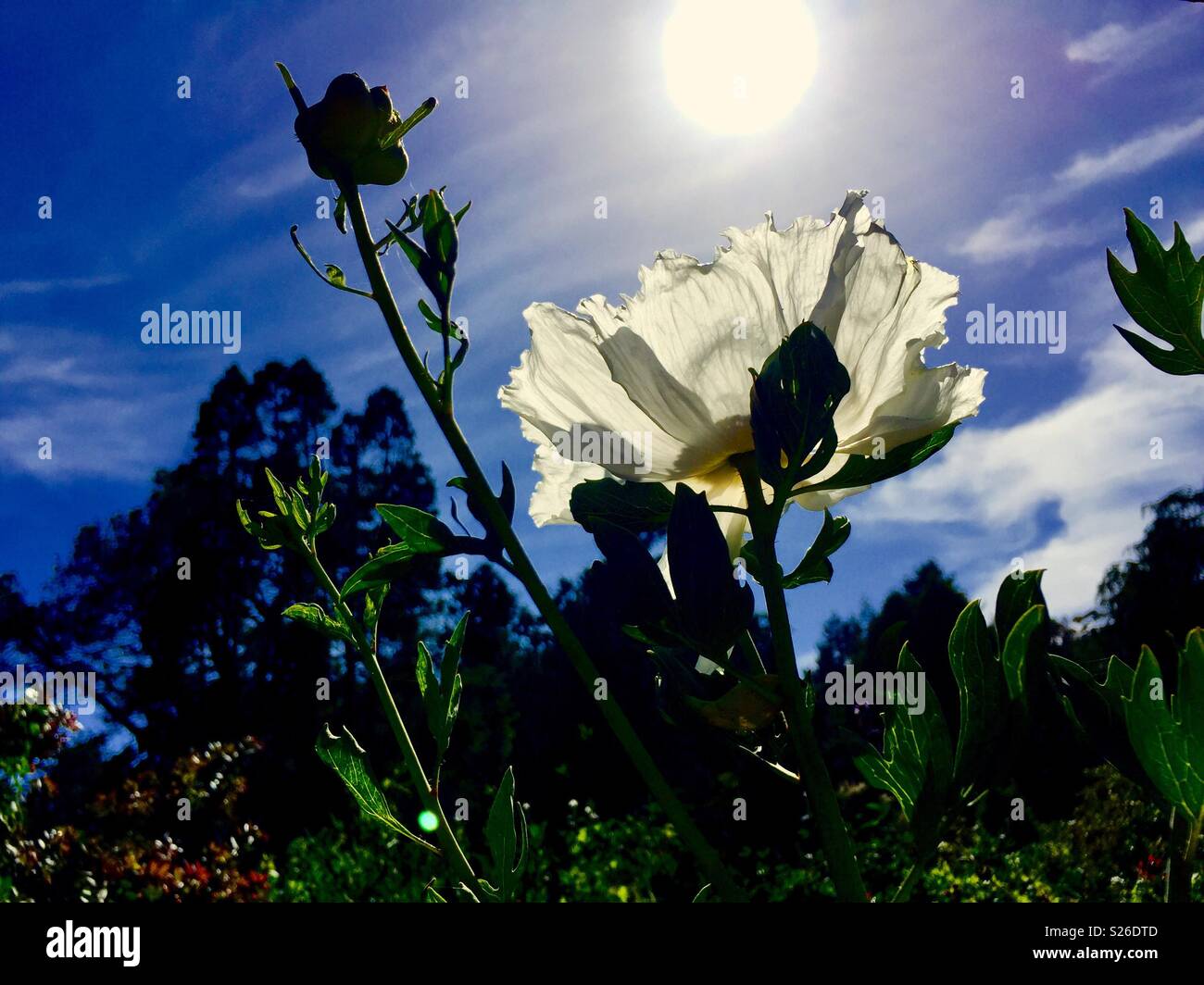 Weißer Mohn mit Blick auf die Sonne. - Smartphone-aufgenommenes Stockfoto