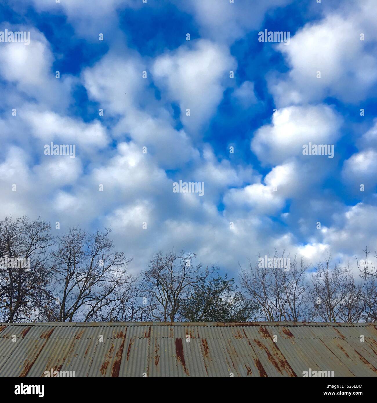 Winter Bäume mit hübschen Wolken und rostige Wellblech vergossen Stockfoto