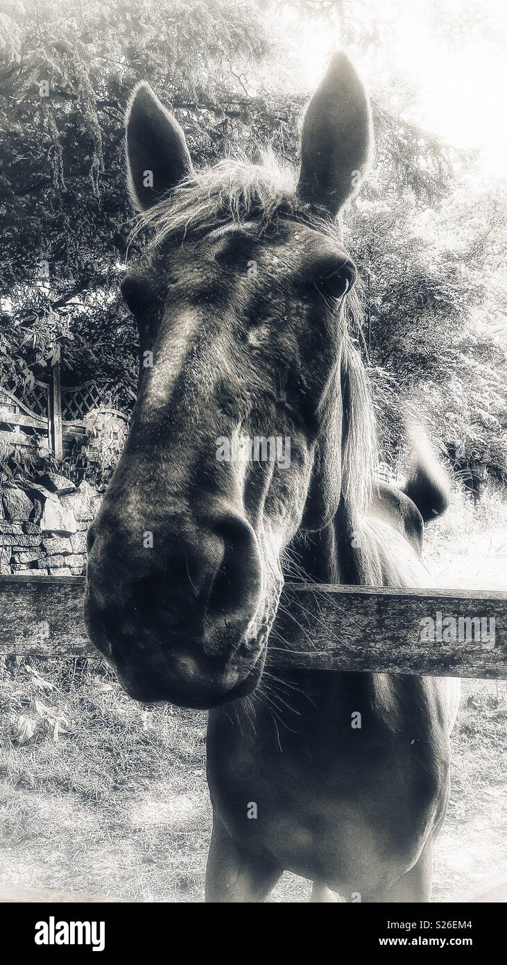 Horse Portrait B&W Stockfoto