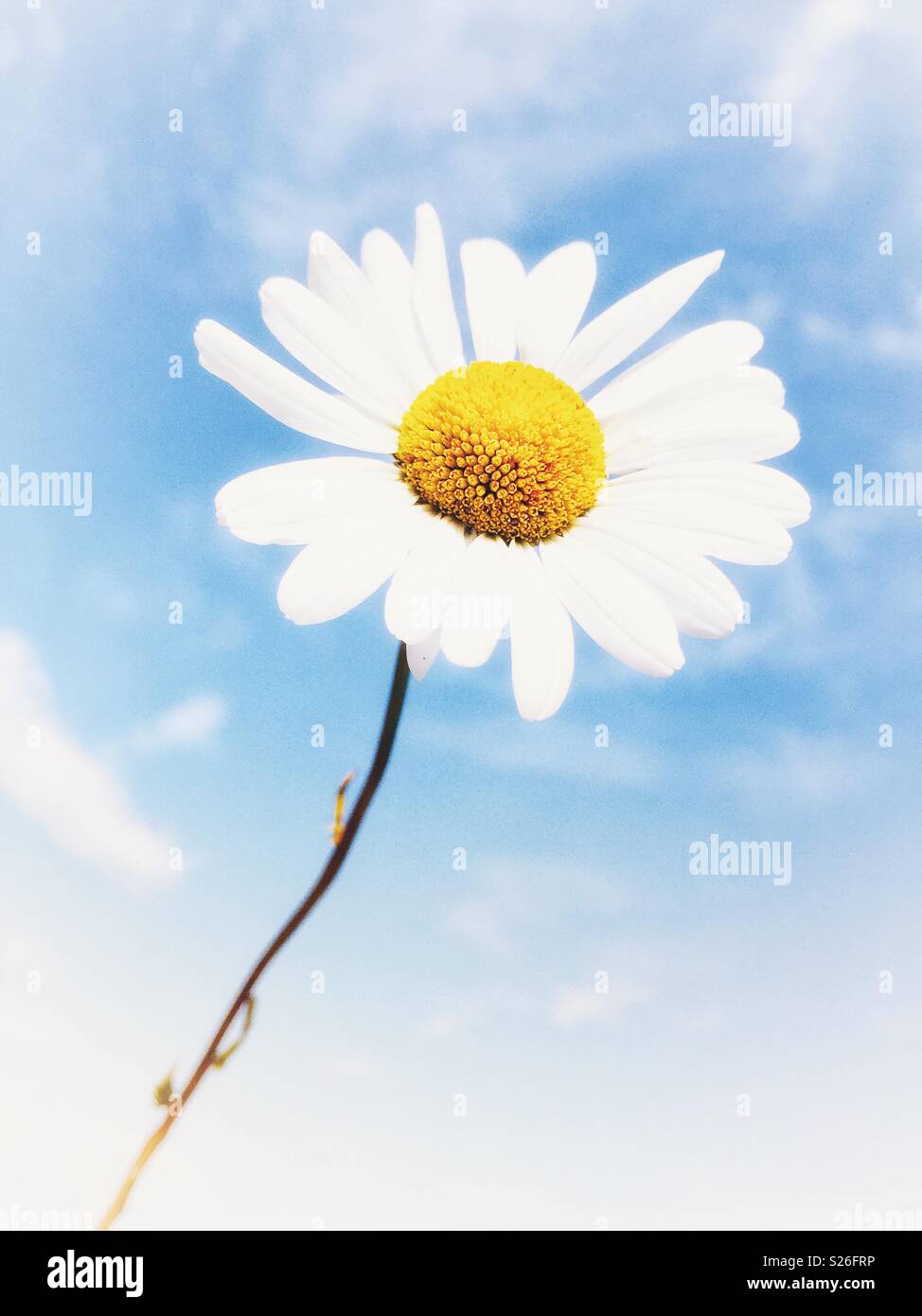 Eine wilde Daisy auf blauem Himmel Hintergrund - Smartphone-aufgenommenes Stockfoto