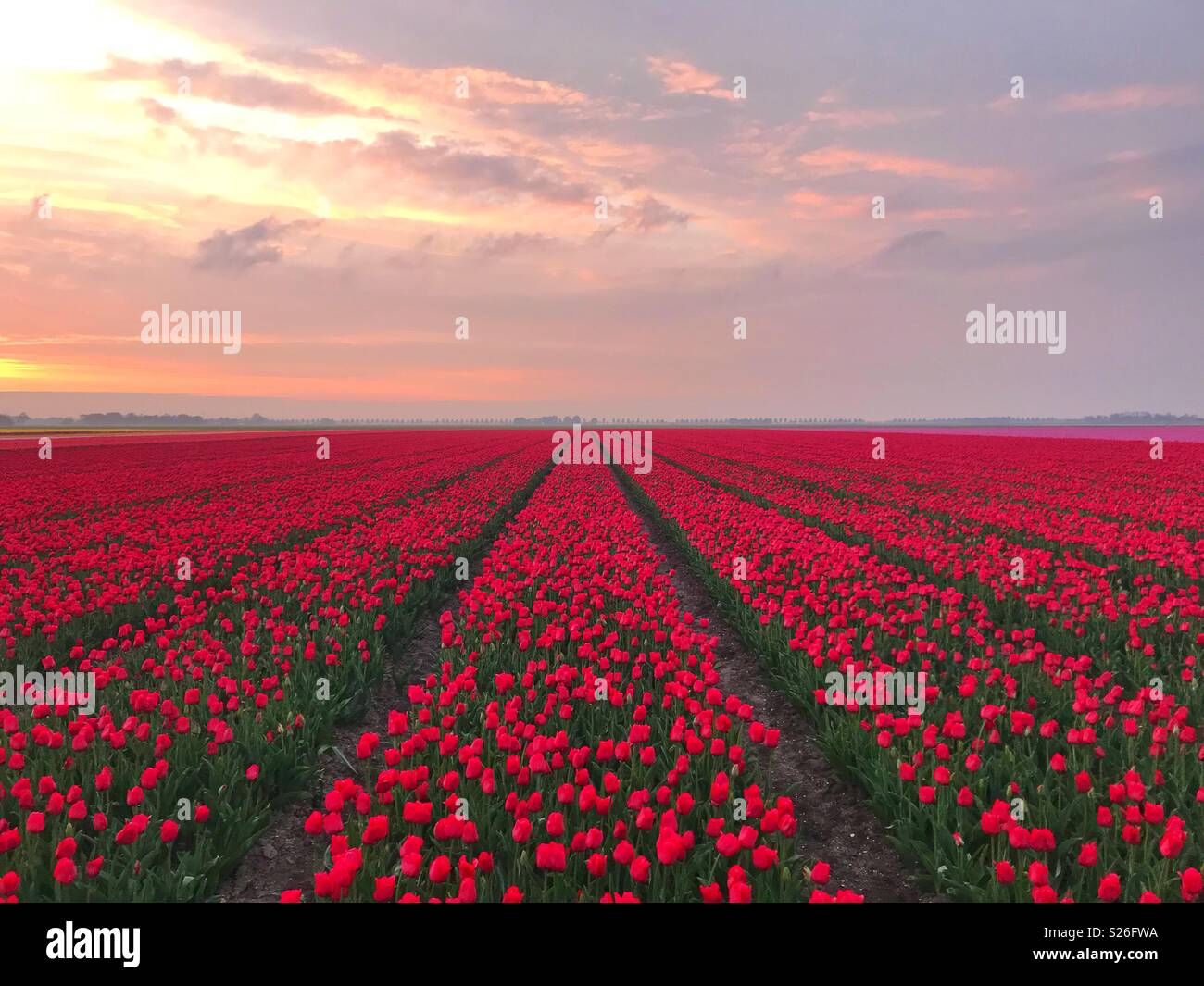 Rote Tulpen Feld bei Sonnenuntergang Stockfoto