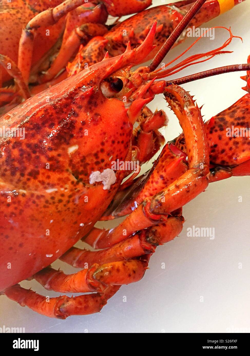 In der Nähe einer ganzen gekocht Neu-england Hummer, USA - Smartphone-aufgenommenes Stockfoto