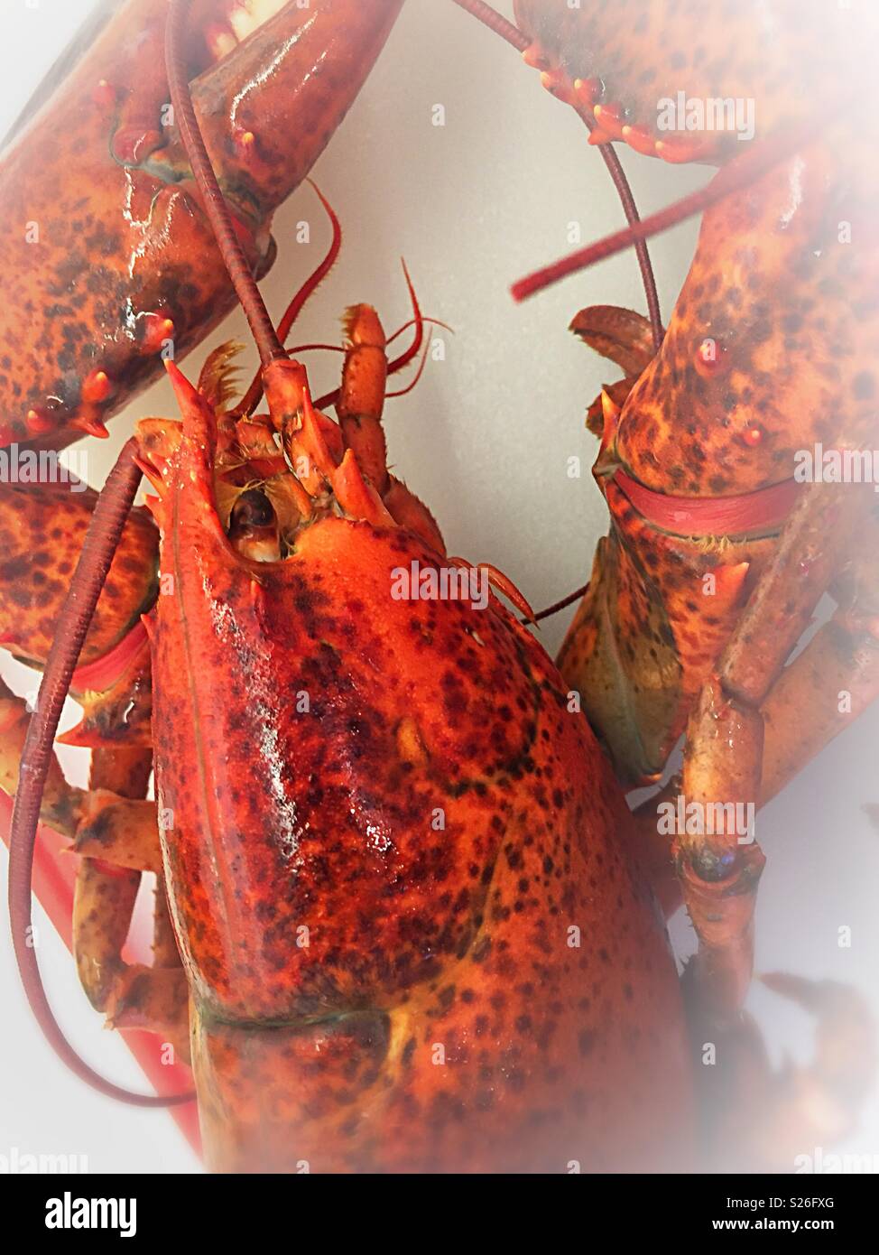 Voll und ganz neue England Hummer gekocht, Nahaufnahme, USA - Smartphone-aufgenommenes Stockfoto