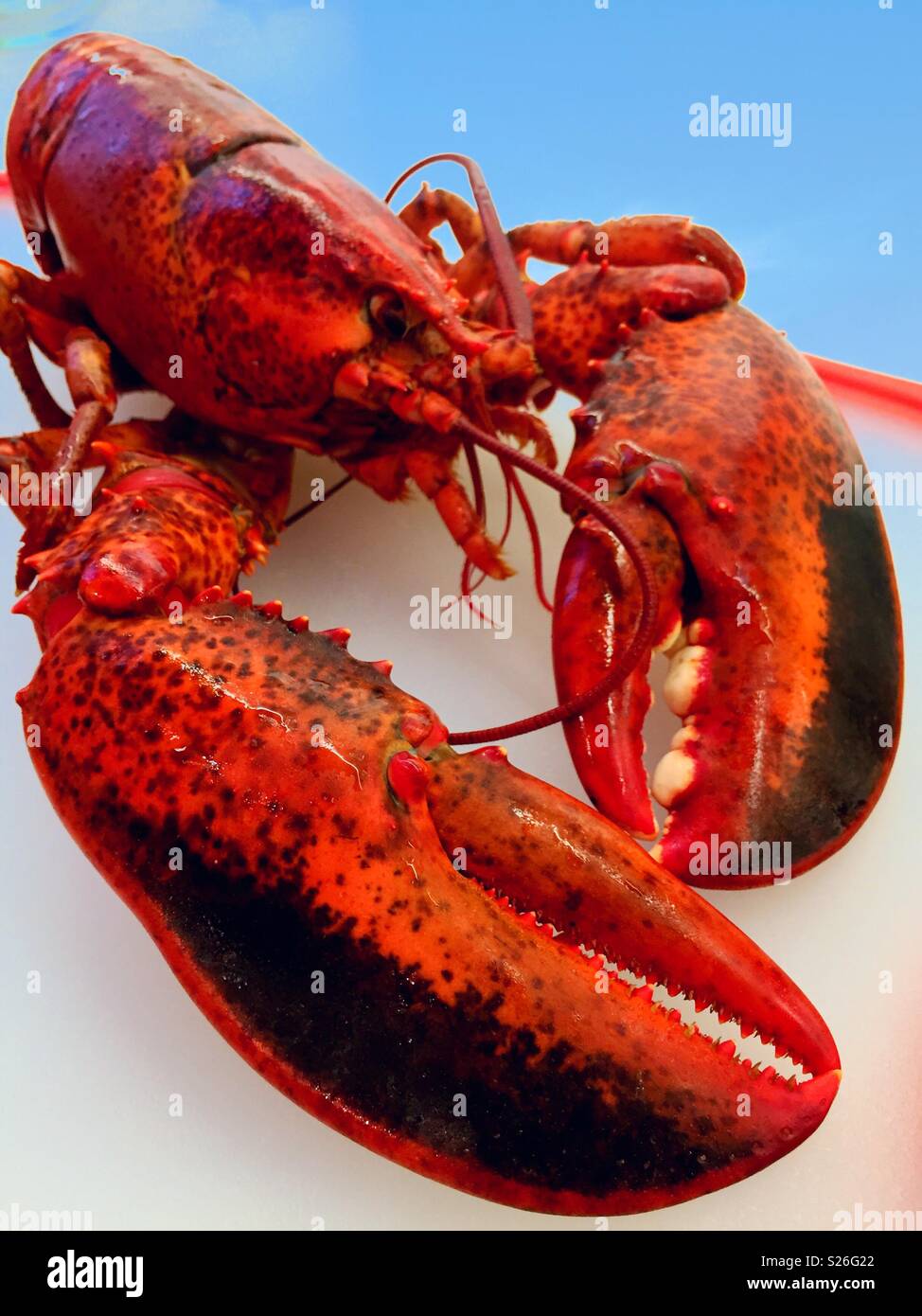 Nahaufnahme des gesamten gekocht Neu-england Hummer auf Schneidebrett, USA - Smartphone-aufgenommenes Stockfoto