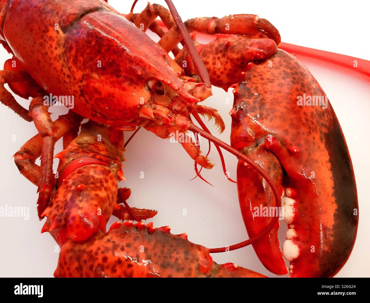 Nahaufnahme des gesamten gekocht Neu-england Hummer, USA - Smartphone-aufgenommenes Stockfoto