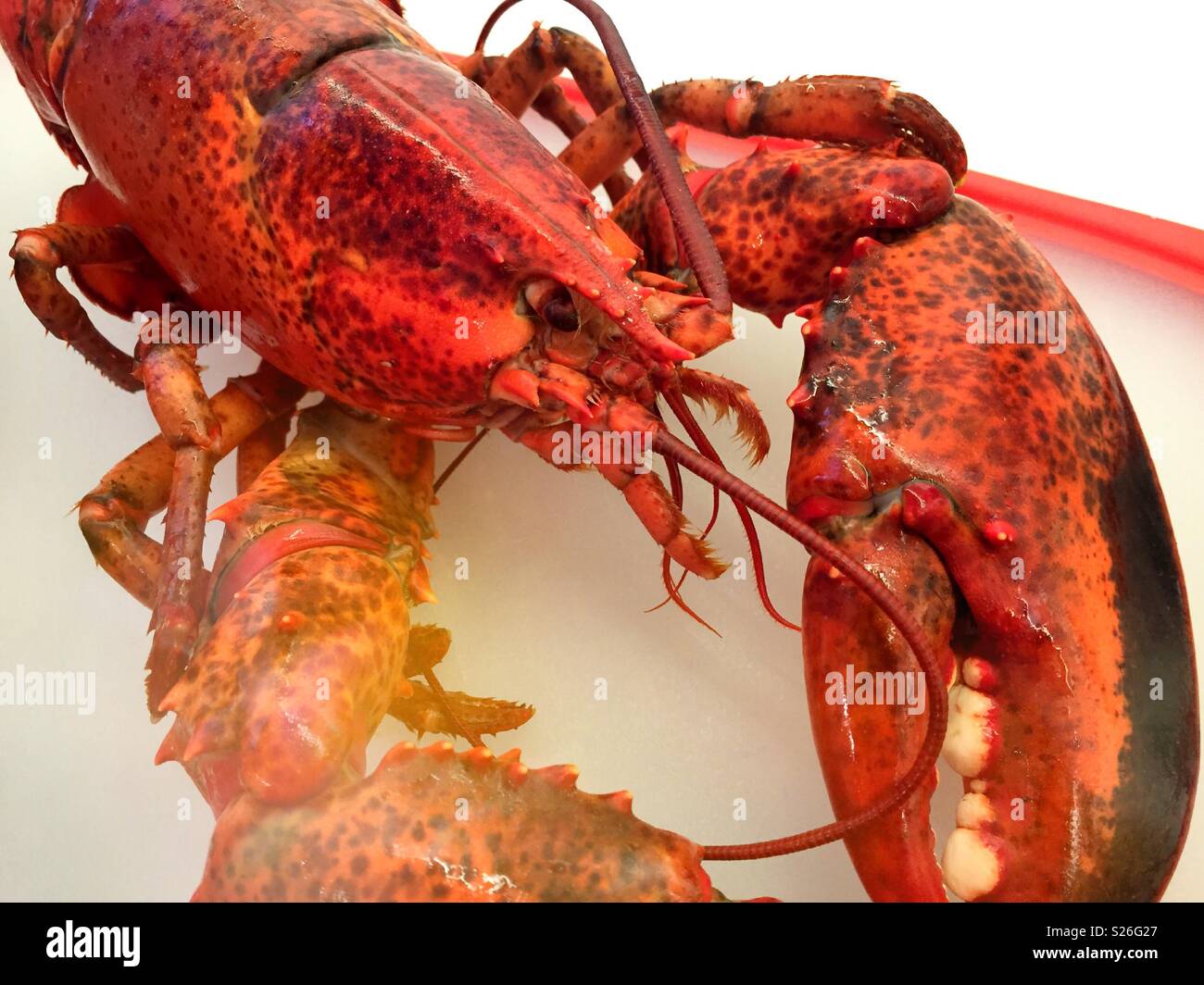 In der Nähe einer ganzen cookedNew England Hummer, USA - Smartphone-aufgenommenes Stockfoto